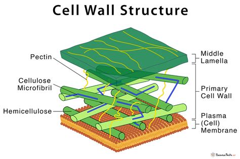 exads|extensin plant cell wall.